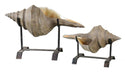 Uttermost Conch Shell Sculpture, Set/2