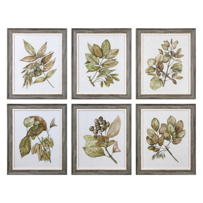 Uttermost Seedlings Framed Prints S/6