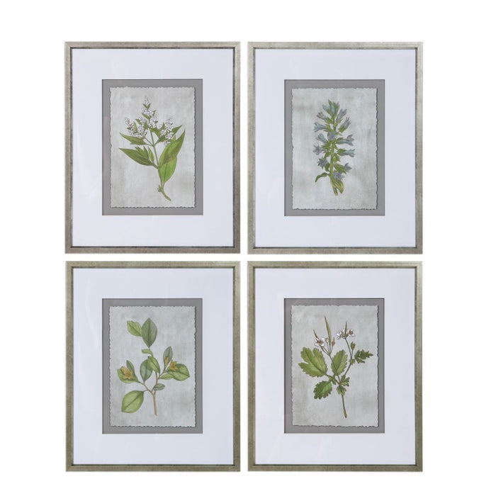 Uttermost Stem Study Framed Prints Set/4