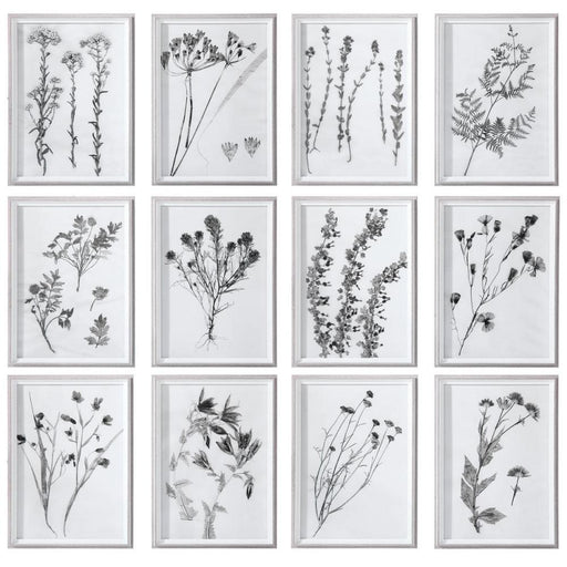 Uttermost Contemporary Botanicals Framed Prints, S/12