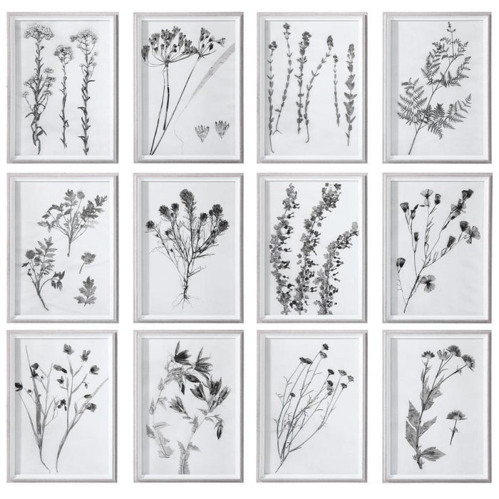 Uttermost Contemporary Botanicals Framed Prints, S/12