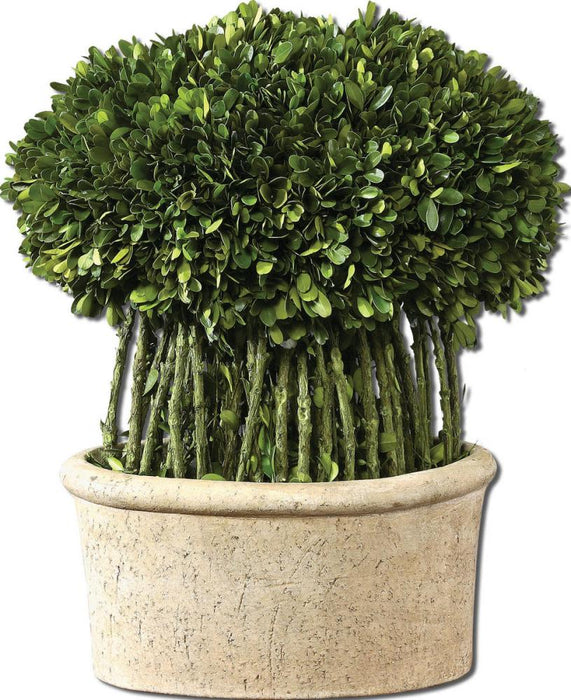 Uttermost Willow Topiary Preserved Boxwood