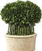 Uttermost Willow Topiary Preserved Boxwood